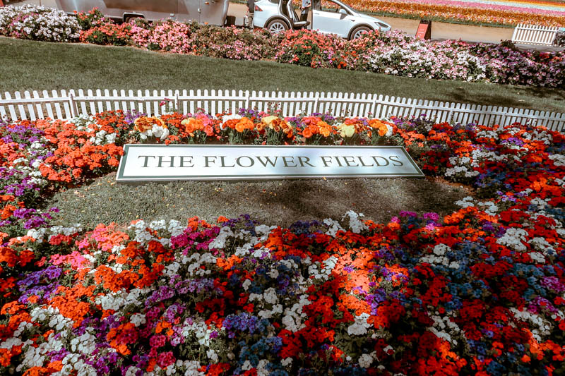 The Flower Fields, Carlsbad San Diego, CA