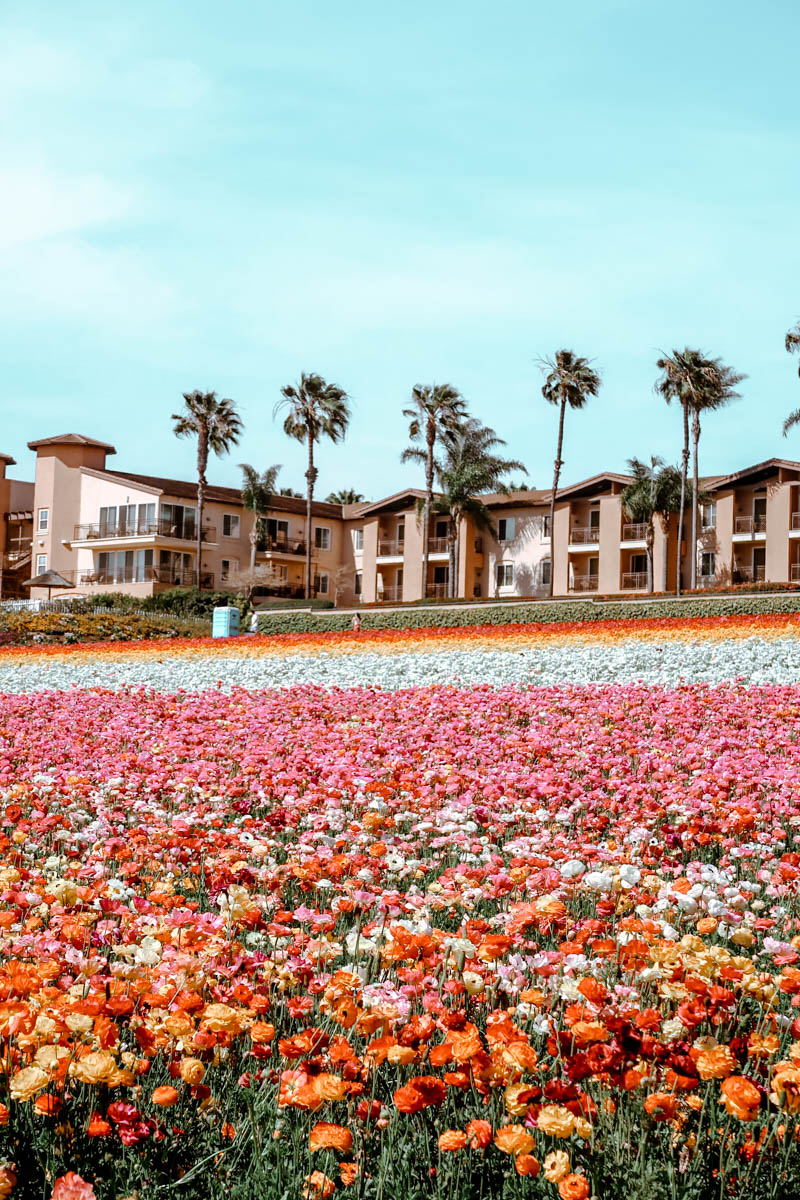 The Flower Fields, Carlsbad San Diego, CA
