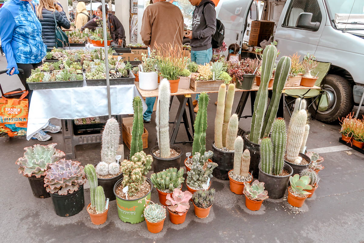 Cactus at the Rose Bowl Flea Market